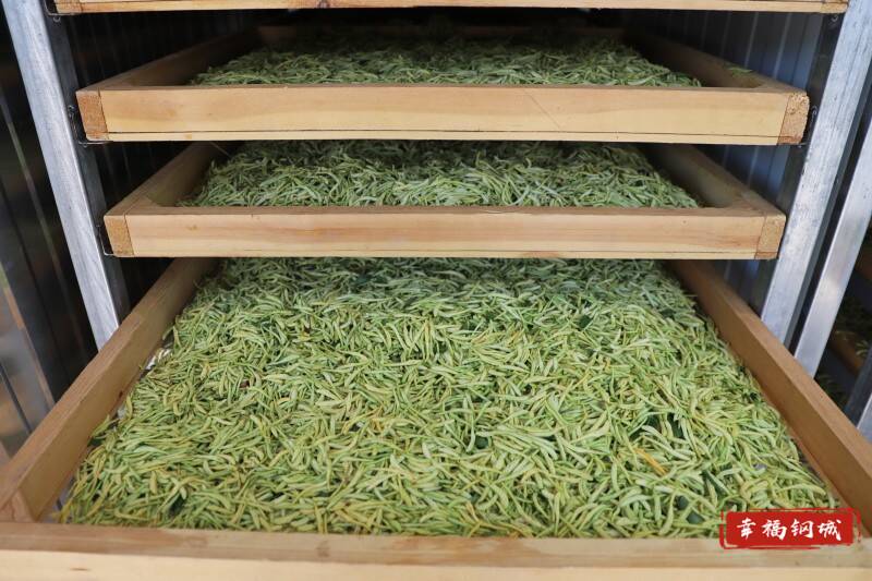 【中央一号文件的钢城探索】艾山双杨桥村：金银花开迎丰收群众喜摘“致富花”