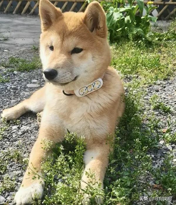 徐庄村寻找柴犬,常熟柴犬出售