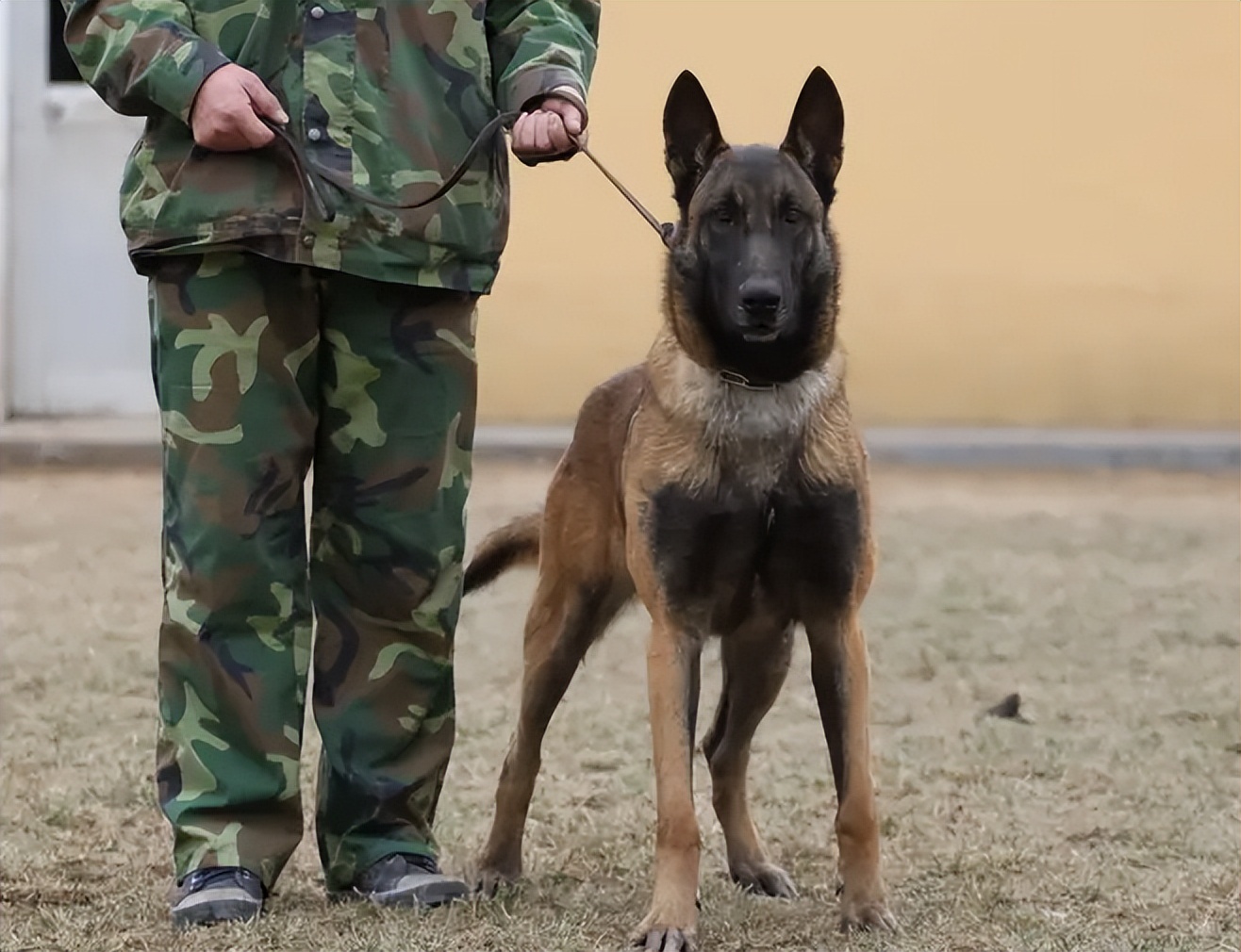 普通家庭不建议养这几种狗,不管养什么狗都要记住这7条忠告