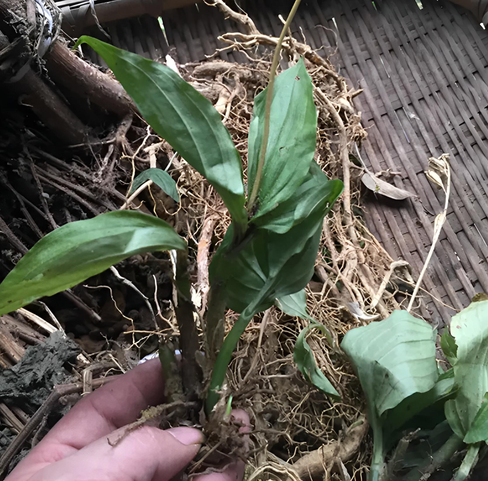 被称为“见血清”，在竹林里被忽视，如今越来越珍贵，见到请重视