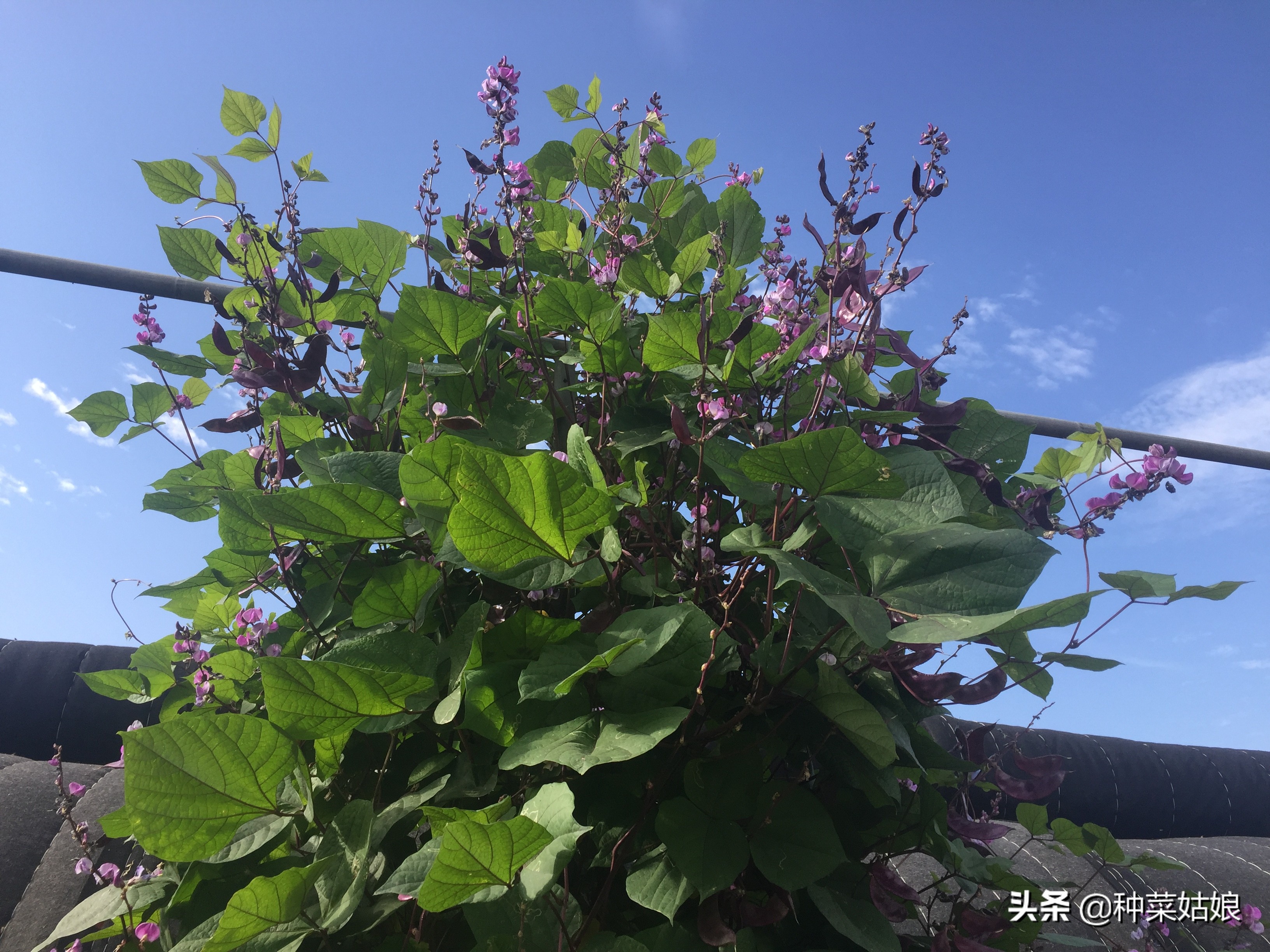 做好这几项新手种菜也能种得好,春天种菜要在芒种的时候种吗