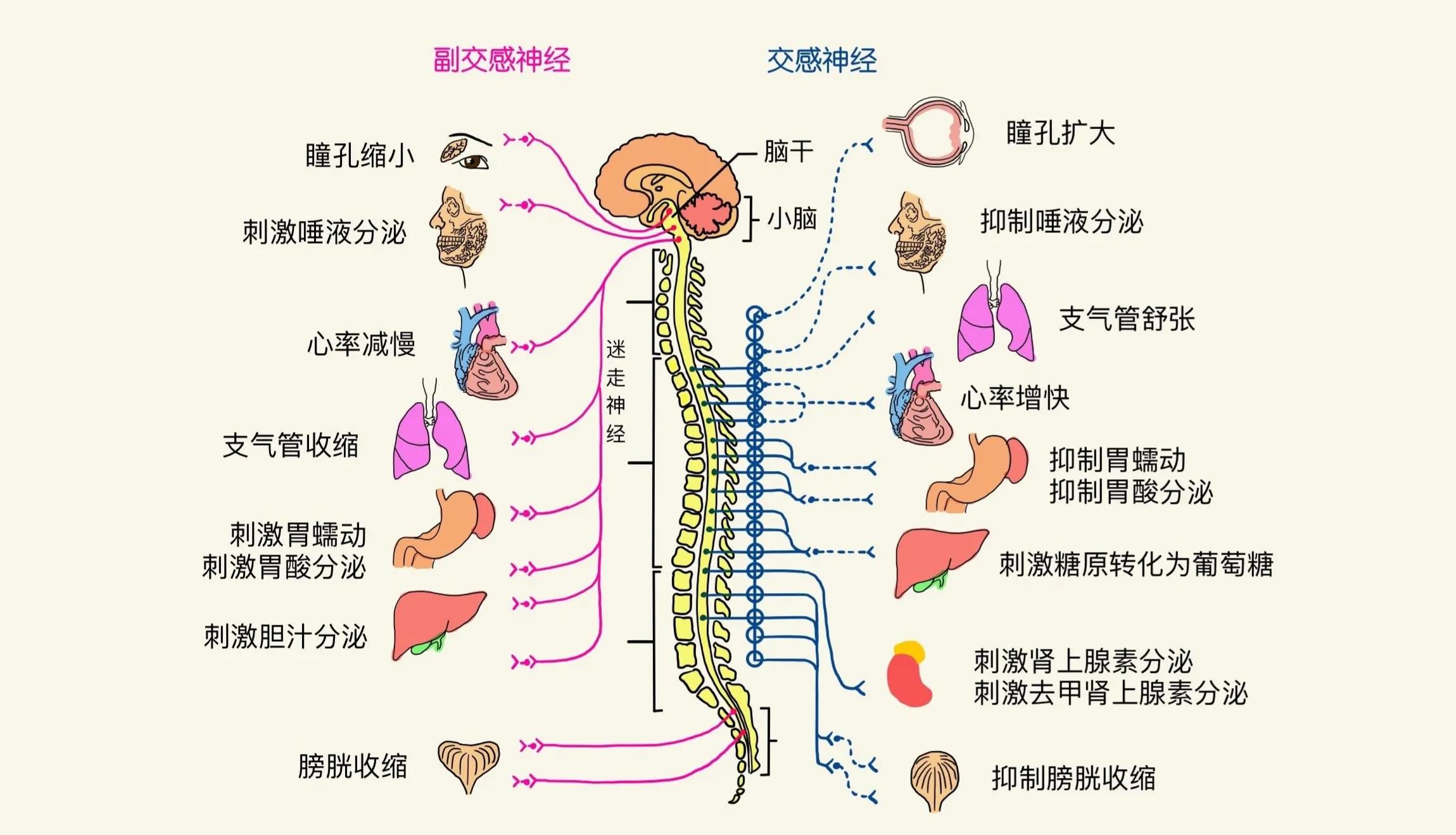 如何给一位西医科学家分析解释他的“失眠口溃便秘胃炎”