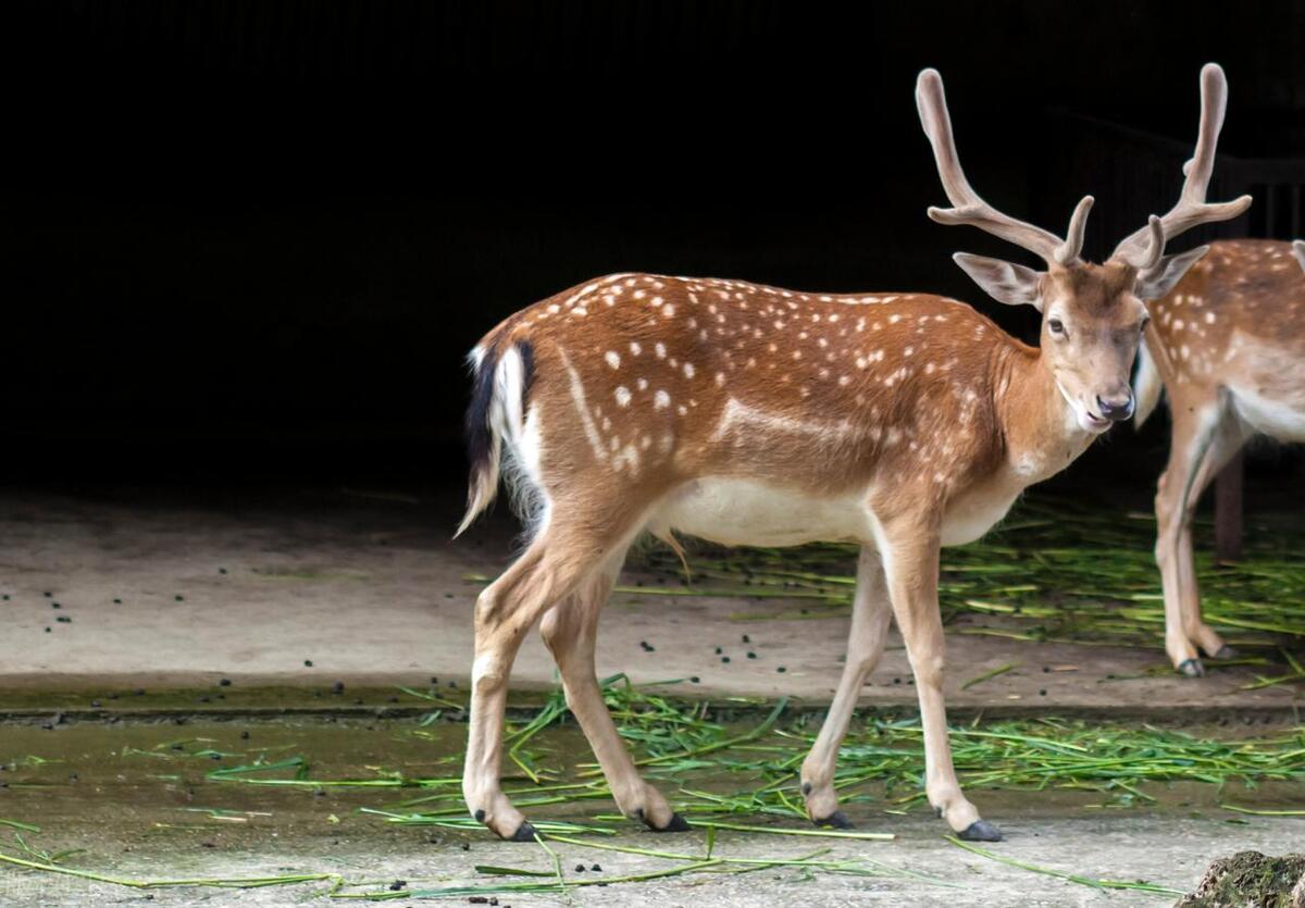 梅花鹿的养殖技术与管理技术,梅花鹿养殖技术