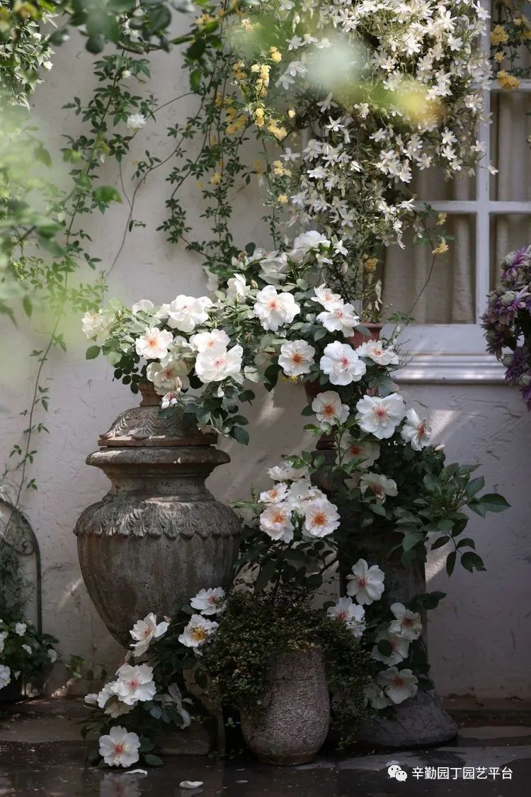 第八届园丁奖露台组《030号》洛基花园