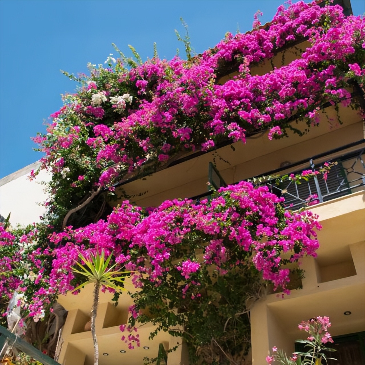 巴西三角梅爬藤骨里红,巴西三角梅爬藤