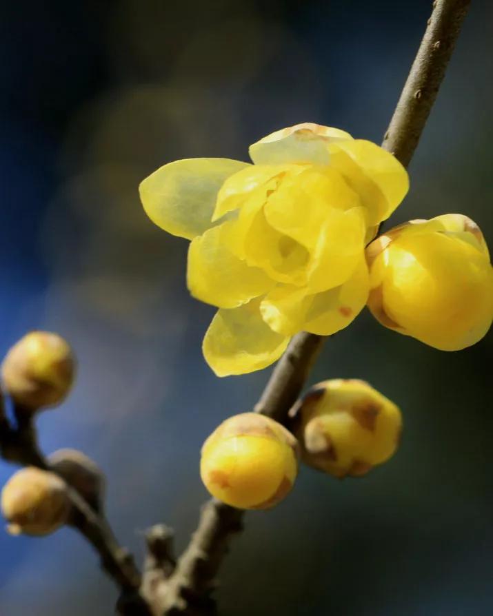 每日一句英语,每日一习