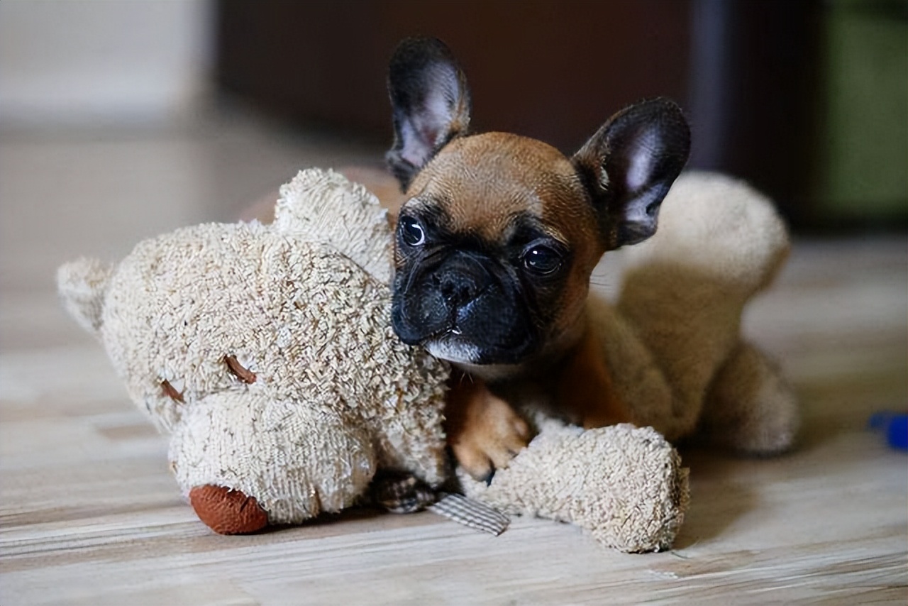 幼犬1-3个月怎么喂养土狗,如何快速成为幼犬的铲屎官