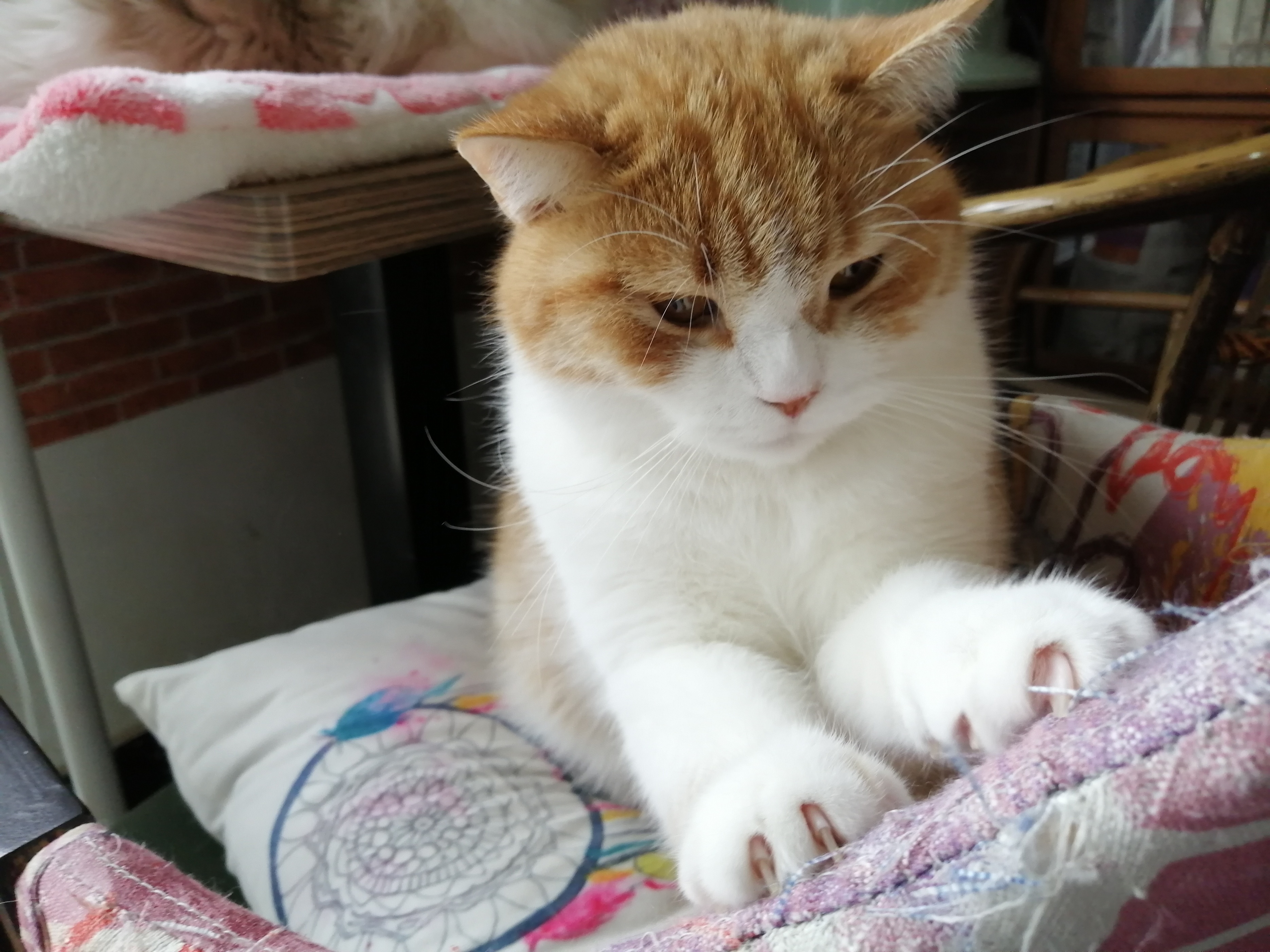 给猫洗澡沐浴露没洗干净会怎样,猫用人用的沐浴露洗澡可以吗