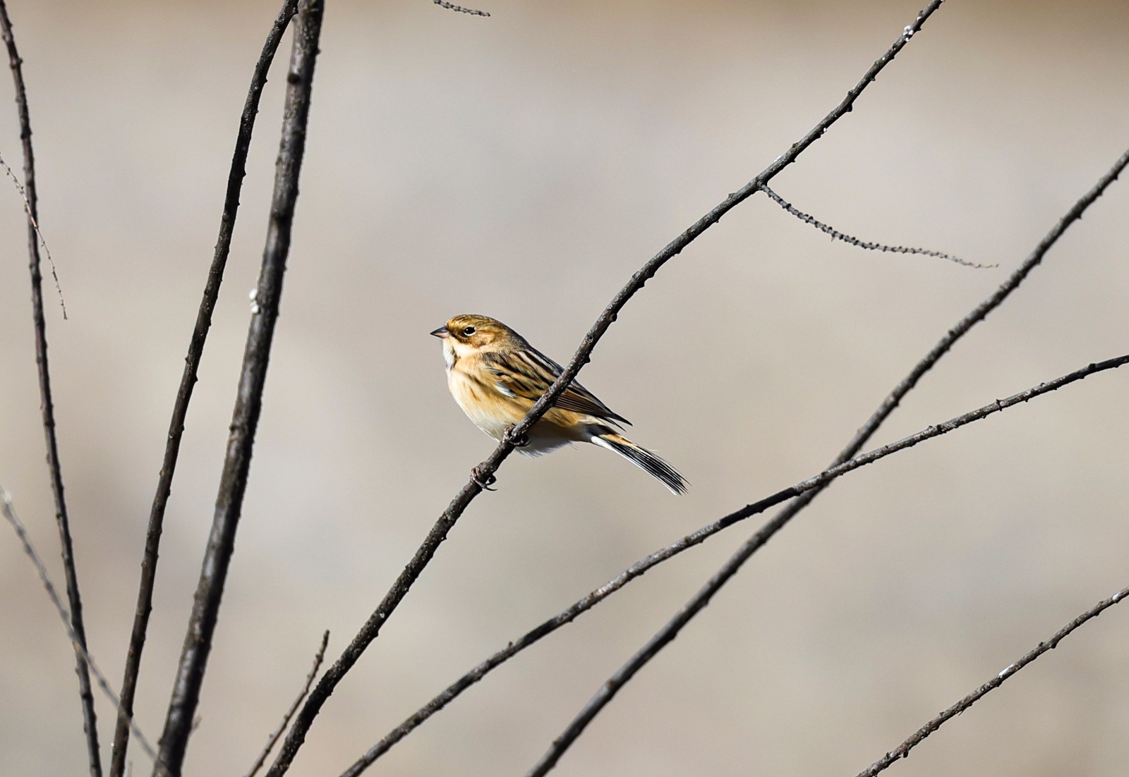 佳能canoneosr3测评,佳能eosr3震撼登场