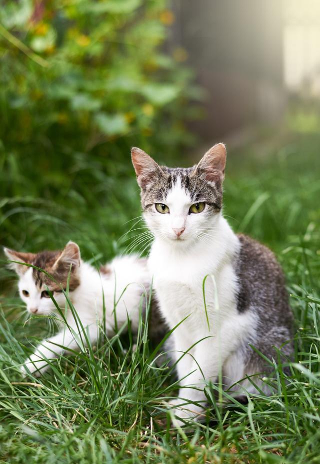 夏天屋里没有空调猫怎么降温,夏天没有空调猫热怎么办