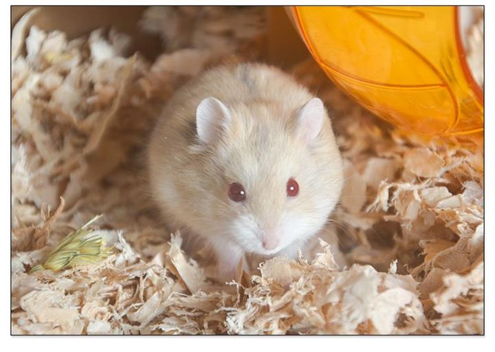 软熊橘橘的仓鼠视频,什么熊仓鼠温顺亲人可以养的