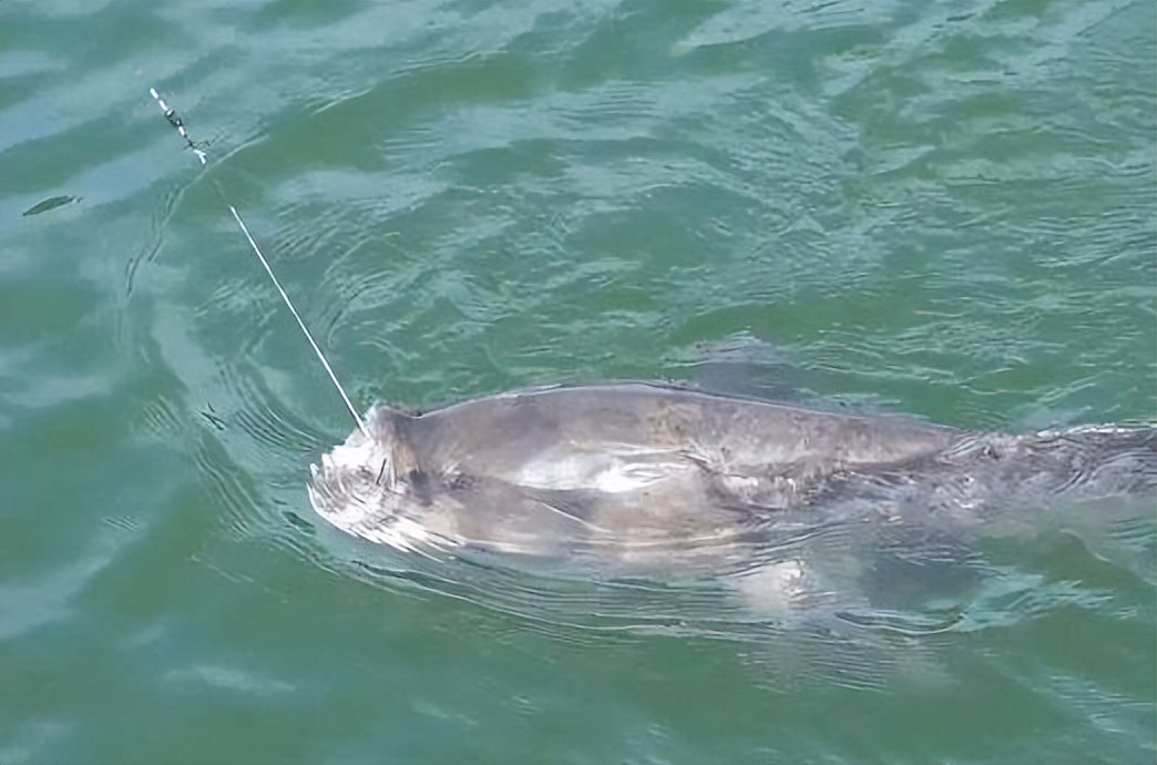 午时鱼为什么不好钓,神仙难钓午时鱼的原因