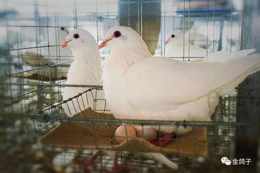 给鸽子消毒窝里有蛋怎样消毒,怎么给鸽子消毒最有效