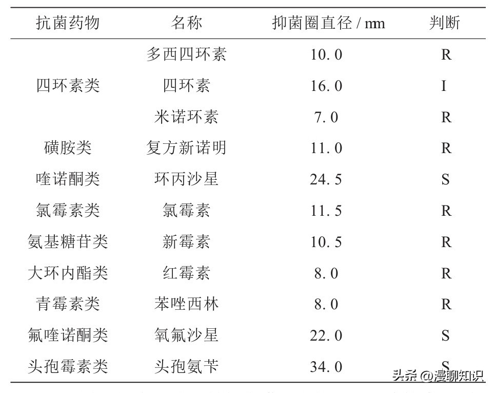 鸡源欧文氏菌是什么？关于它的分离鉴定及耐药基因检测