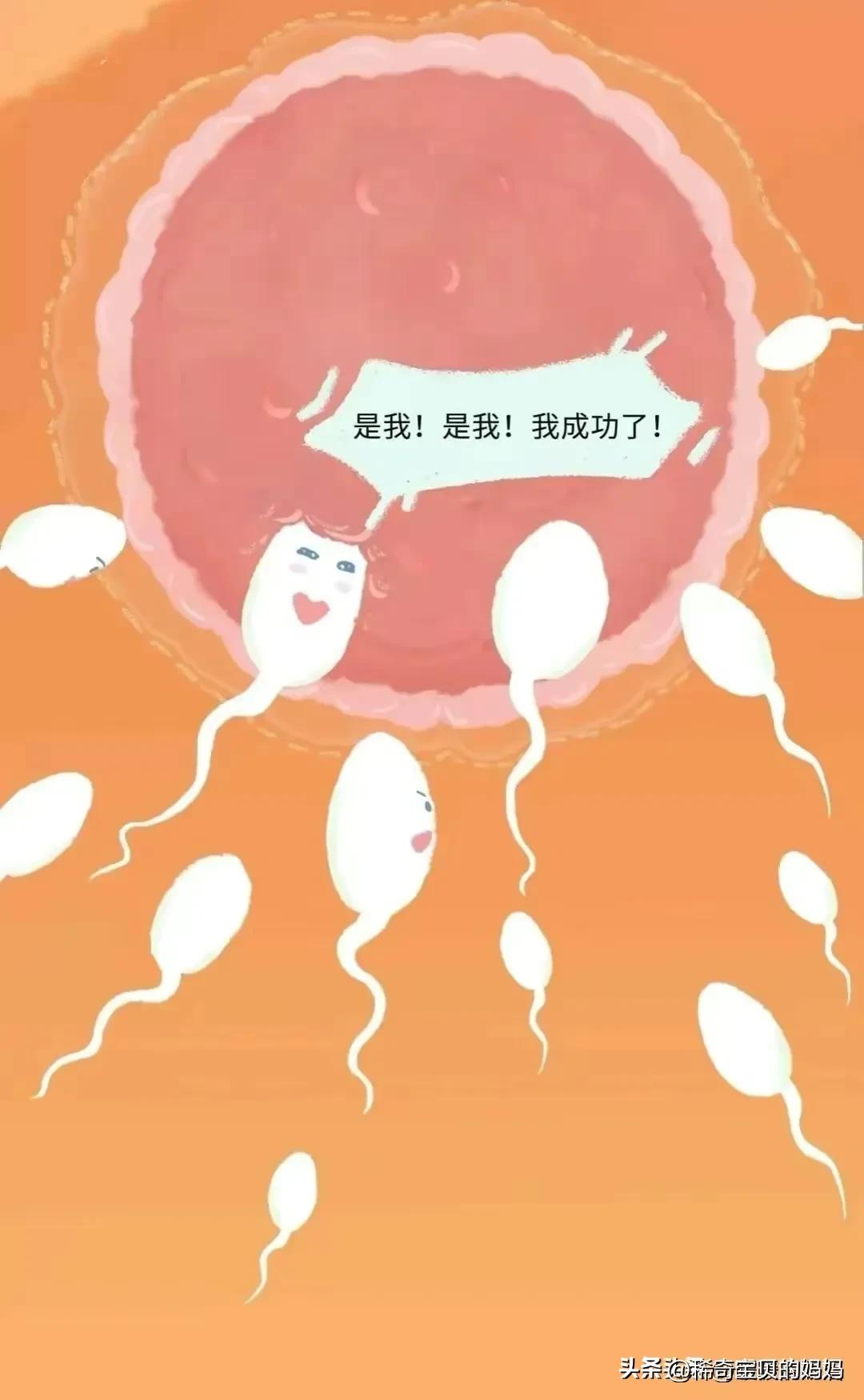 男生的“精子”进入女生体内，会发生怎样的变化？