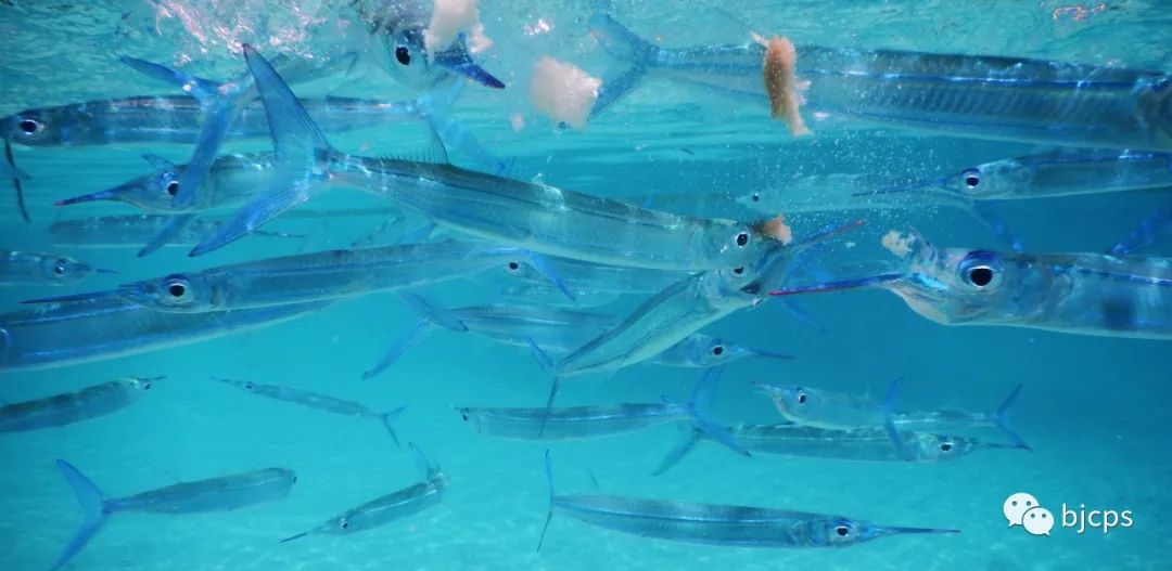 塞班岛免签政策45天还是14天,为什么塞班岛免签