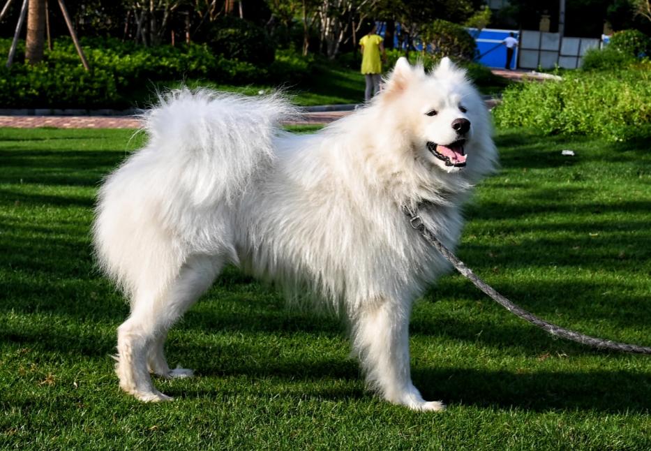 阿拉斯加和萨摩耶的优点和缺点,萨摩耶犬的缺点与优点