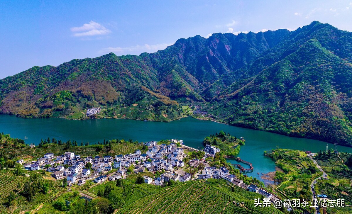 安徽茶与浙江茶哪个好,为什么都喜欢安徽茶