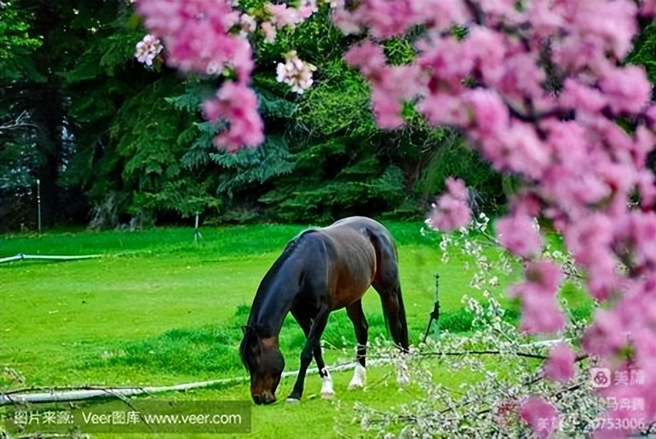 山东老干部诗词学会会刊,老干部诗词大全