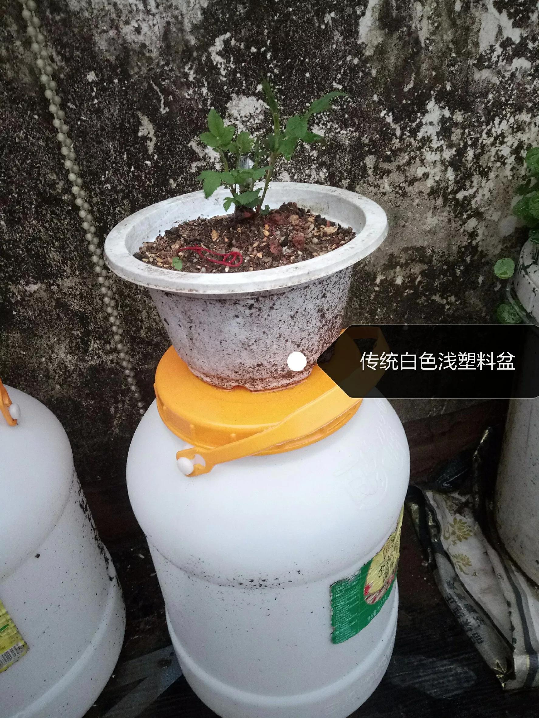 怎么选择合适尺寸的花盆,花盆各个部分讲解