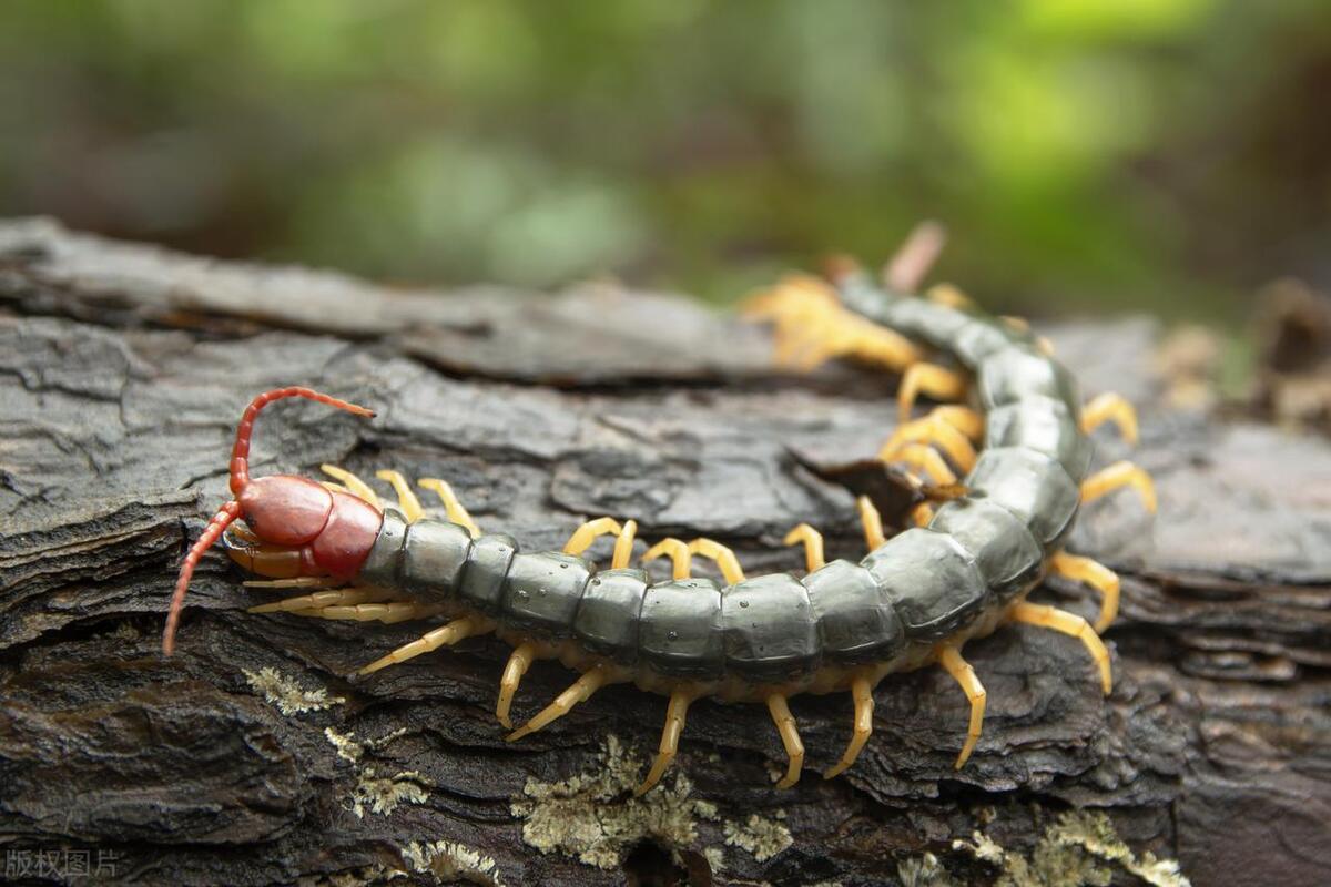 盘点十大虫子美食,广东特色美食竹虫