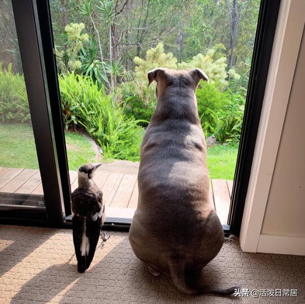 狗跟喜鹊待久了竟开始假孕分泌乳汁鸟：我把你当朋友你却想当我妈