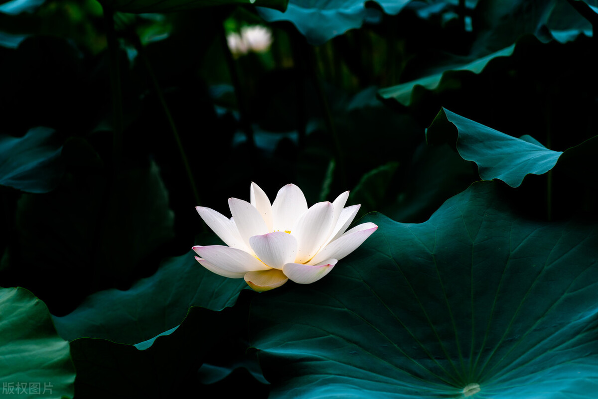 咏荷花十首最好诗句赏析,宋代诗人描写荷花的诗句