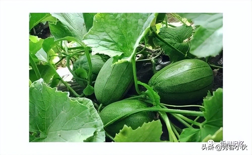 忻州香瓜成熟,忻州香瓜采摘