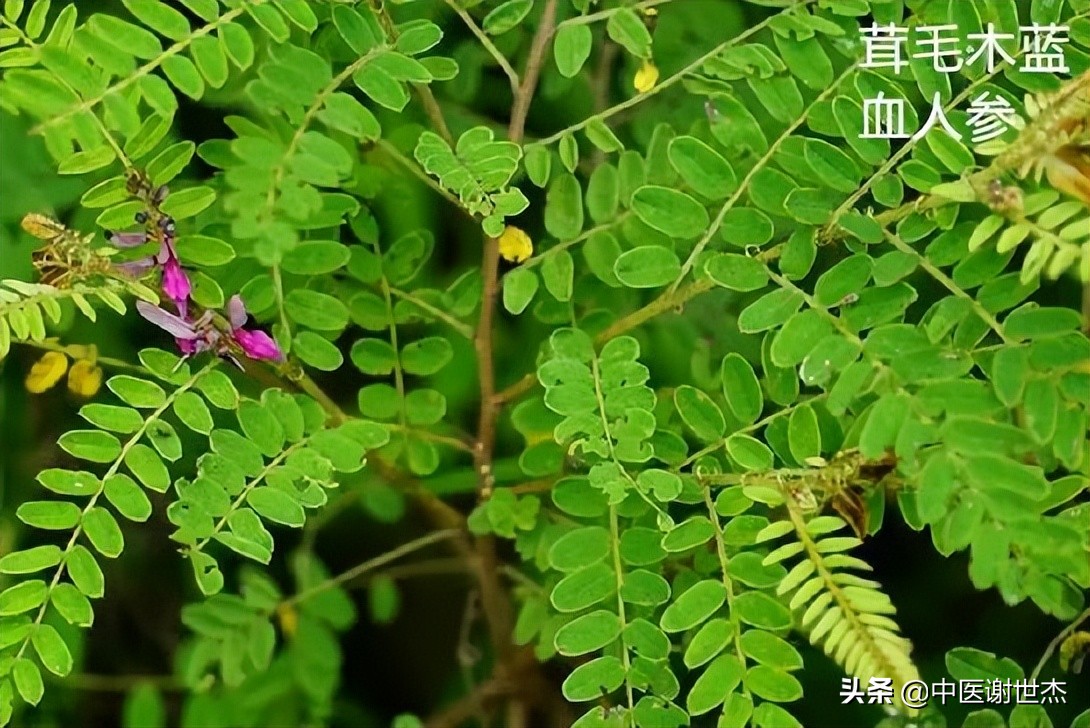 一个大补气血食疗方只需两种材料,补阴阳两虚一味中药