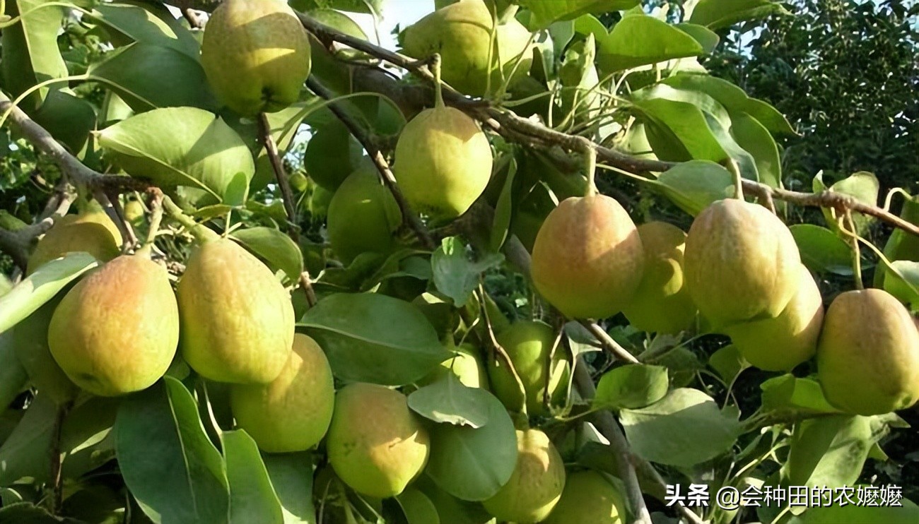 梨树膨大管理技术视频,梨树采收前怎样膨果