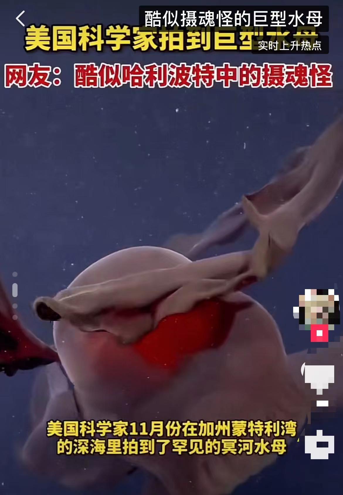 深海真实恐怖巨物,摄魂怪原型冥河水母
