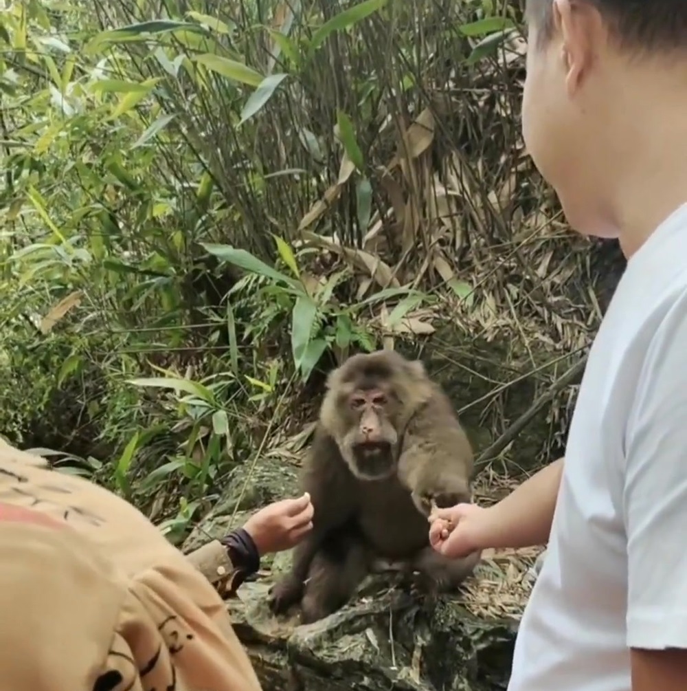 野生金丝猴被人围观,云南昭通发现金丝猴