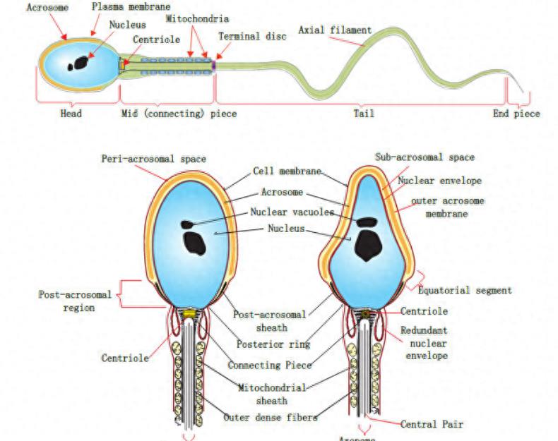 精子的活动轨迹讲解,精子的轨迹分析