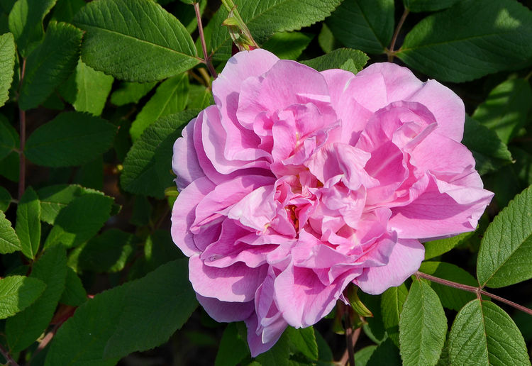 平阴玫瑰花原创包装设计,平阴玫瑰花生产厂家电话