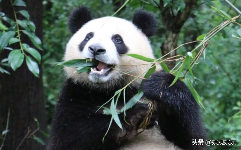 熊猫天团四喜丸子,熊猫四喜丸子和韭菜花叶