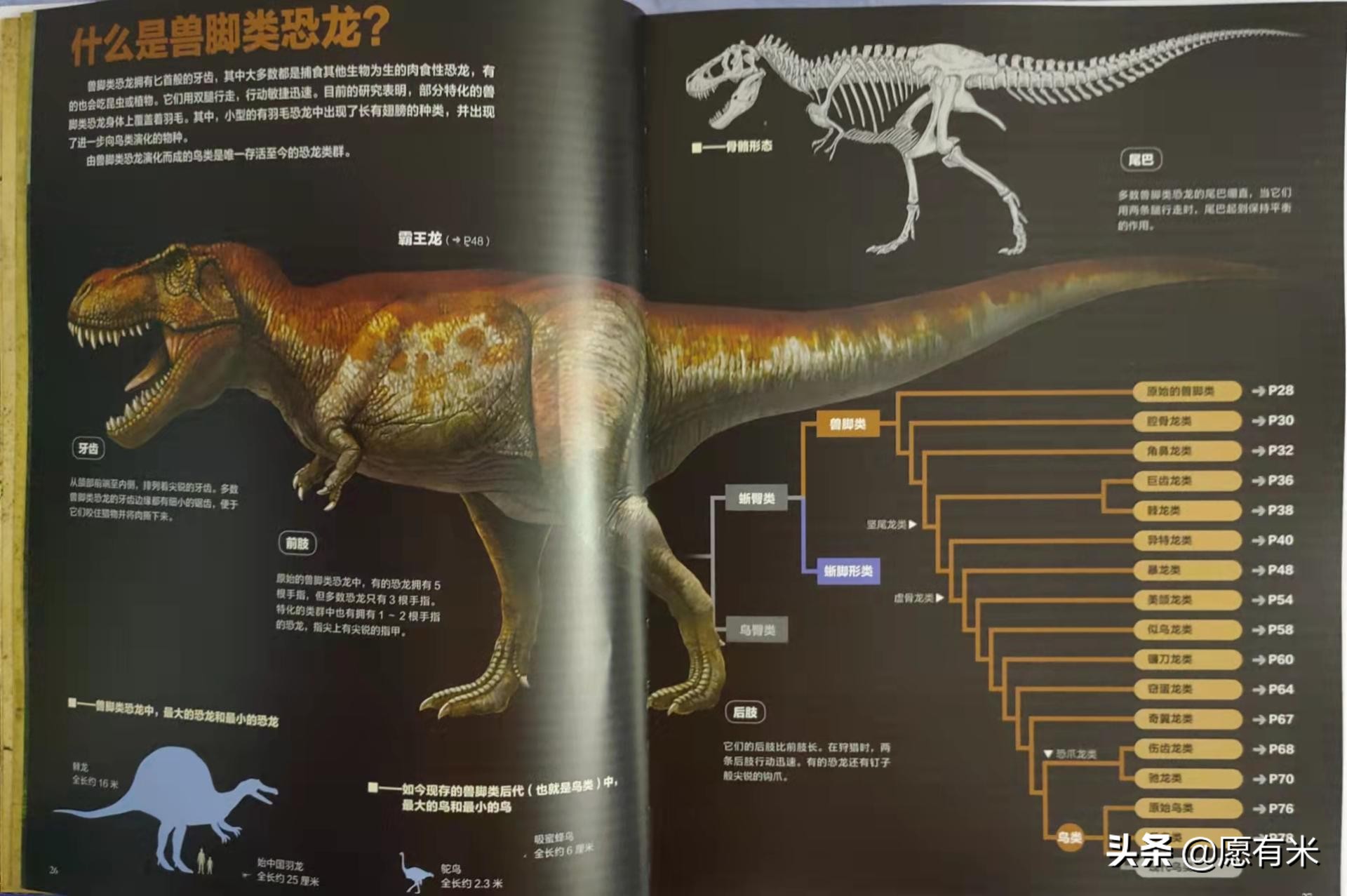 恐龙大百科之各种各样恐龙,恐龙世界最强大的恐龙的图片