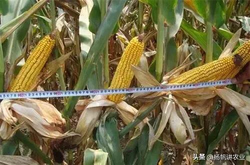 登海618玉米种品种简介,登海种业玉米种哪个品种高产