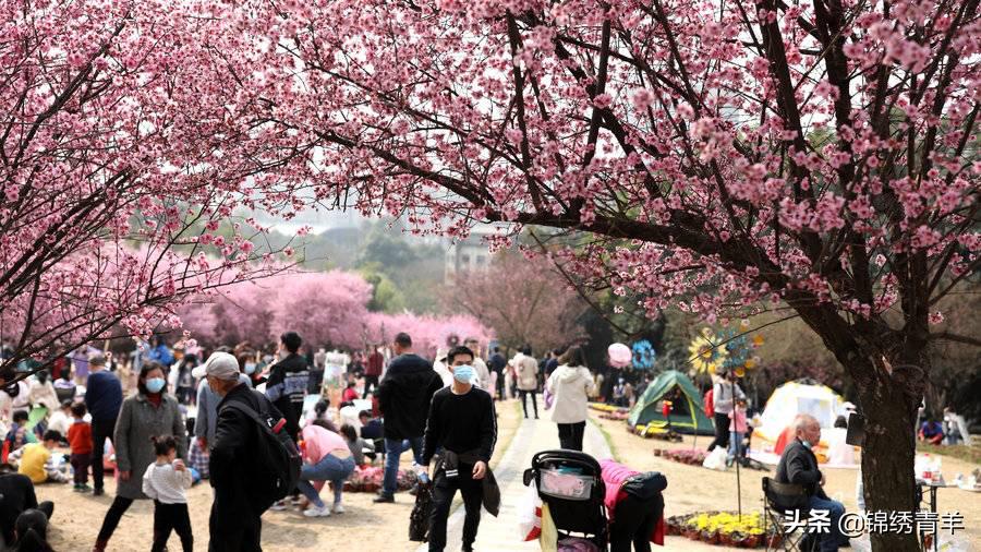 青羊区最美公园景点在哪里,5月份成都市区最美公园