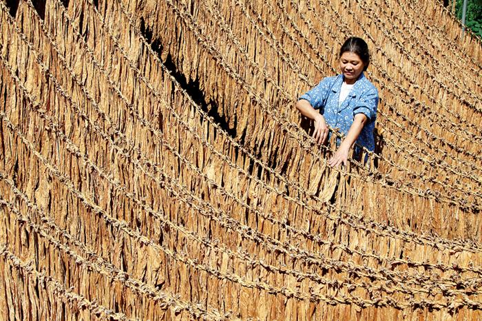 正宗的最便宜雪茄多少钱一盒,一口雪茄一套房子