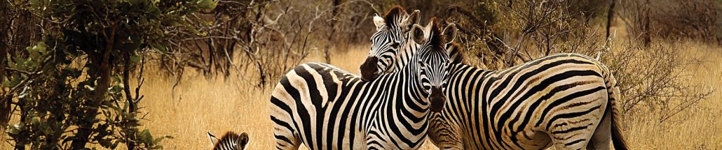 中国护照免签国家会越来越多吗,中国护照免签国家有澳大利亚吗