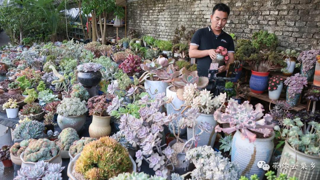 卖萌经济的生意经,卖萌致富