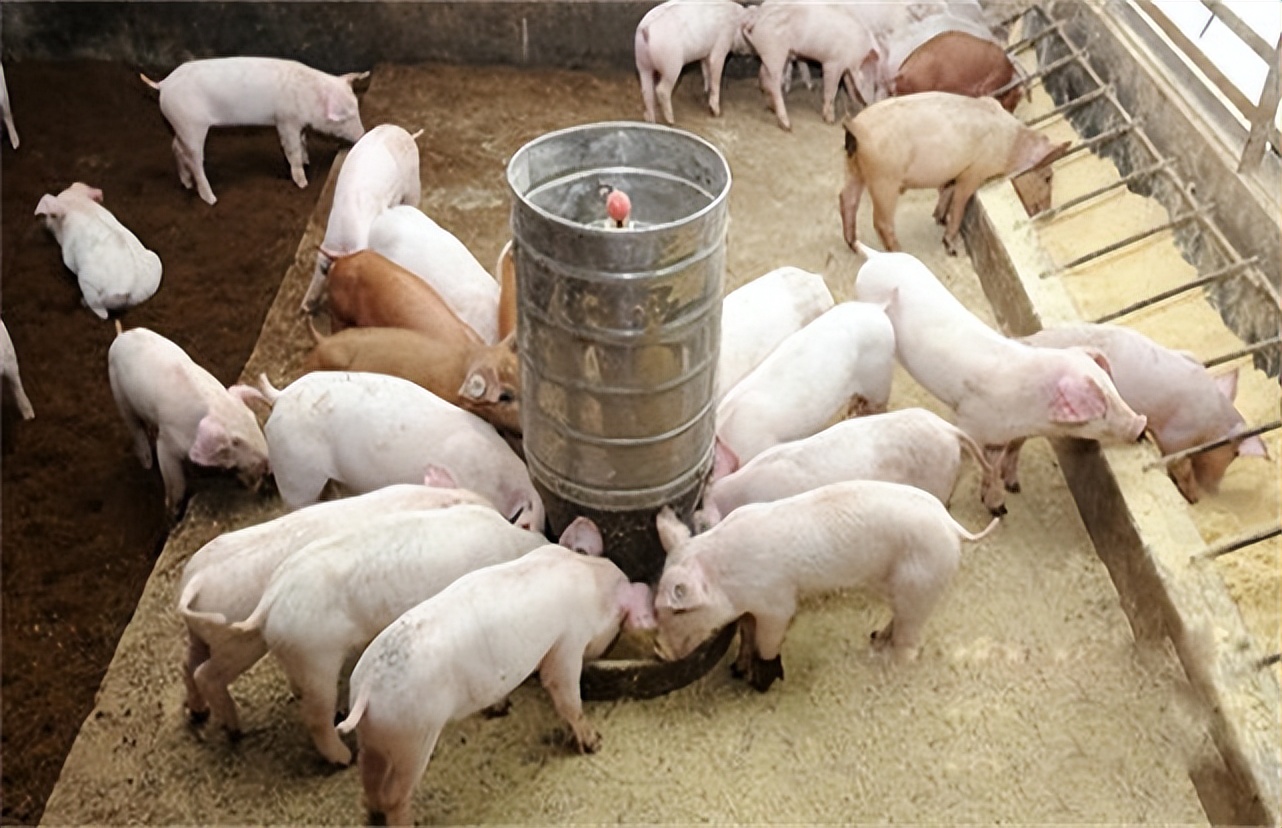 母猪120天了还没奶没有生产的迹象,母猪116天了还挤不出奶水来正常吗