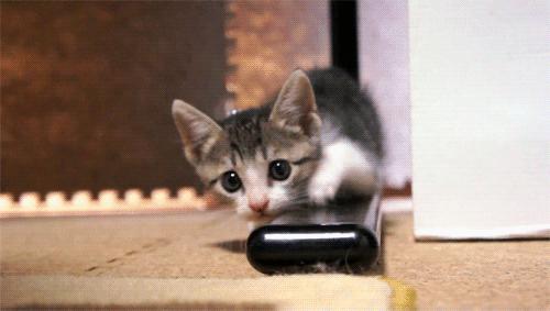 猫咪在成长期间会有哪些变化,猫咪一生性格变化