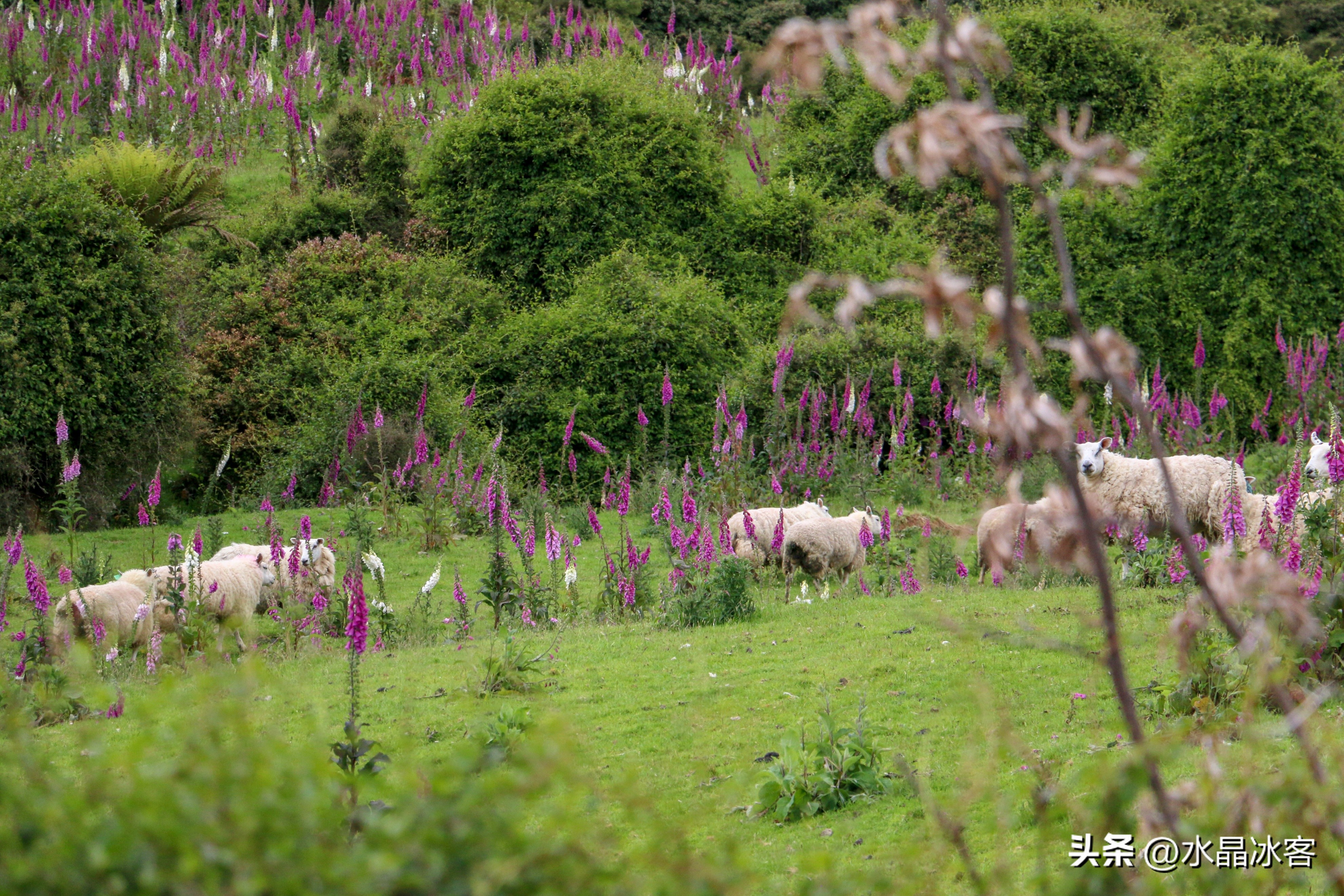 南岛新西兰之旅,新西兰之南岛
