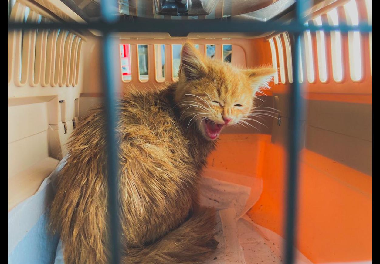 小猫被冻僵在雪地好心人路过救援,猫被困36天后奇迹存活