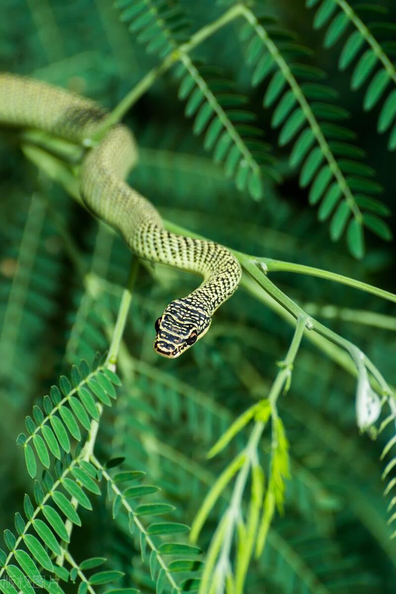 蛇进化成爬行动物,爬行动物巨蛇