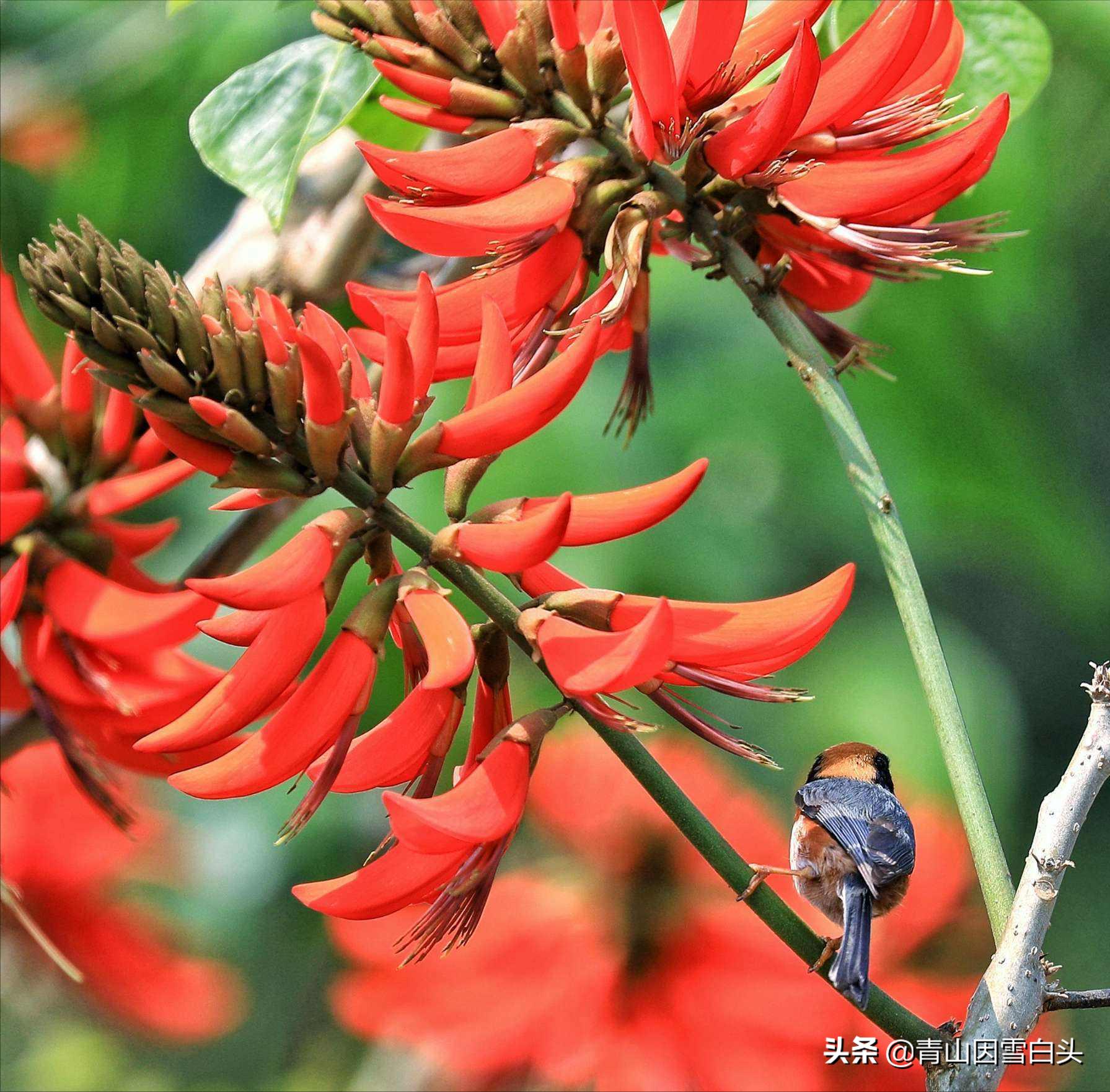 一亩桉树产值,荒山种植桉树前景