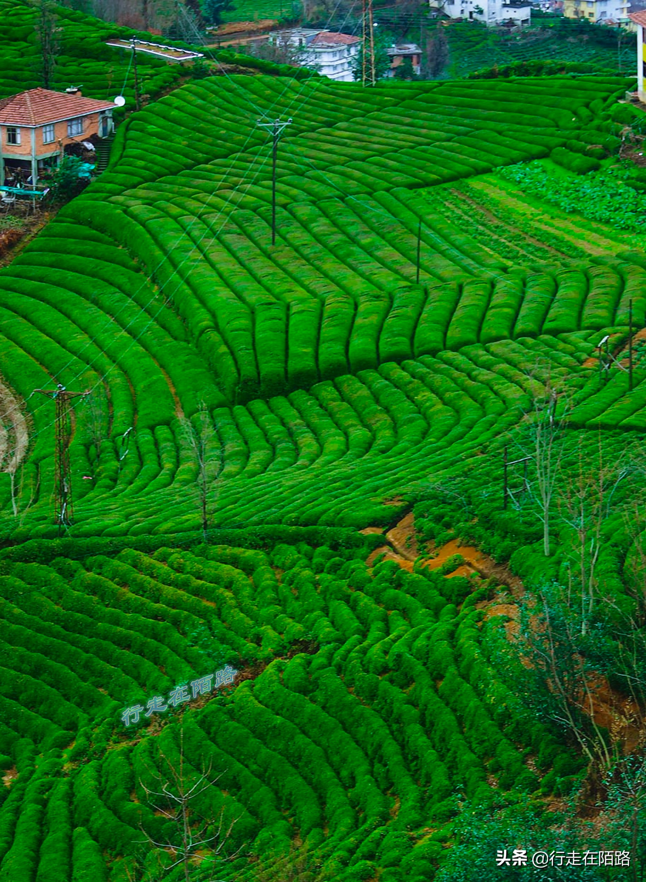土耳其人茶文化,土耳其中文向导