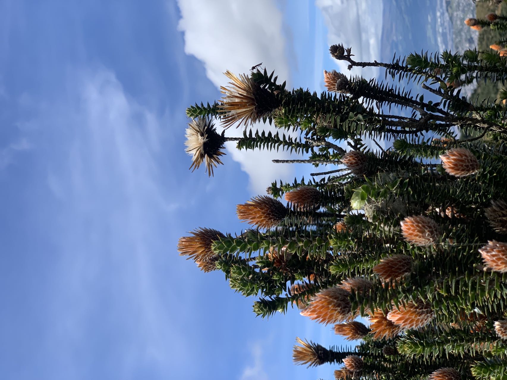 西语最好学,学西语可以去哪个大学