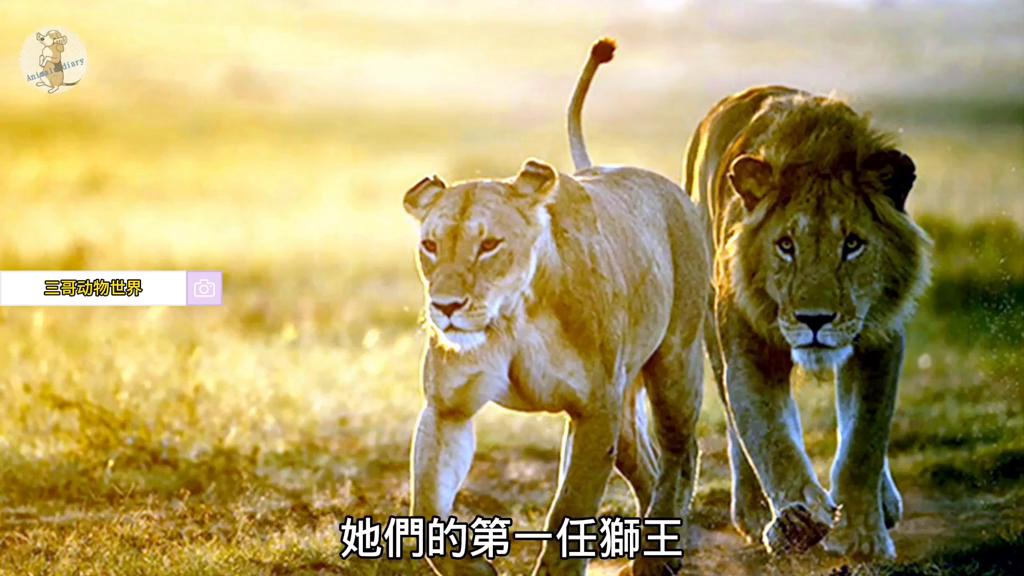 狮王乐高被咬断狮子脊柱,乐高狮王和鳄鱼王